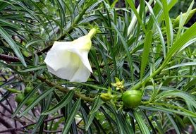 mexican white oleander flower close-up