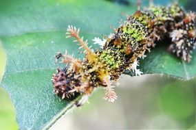 camouflage caterpillar on leaf macro