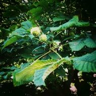 Green chestnuts on the tree in a forest