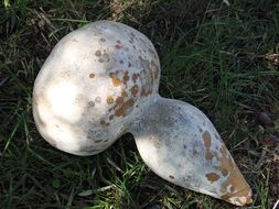 appetizing white pumpkin