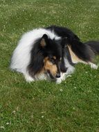 tricolor collie lying on green grass