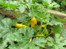 organic zucchini plants on garden bed