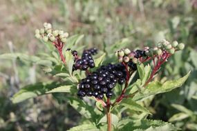 black ripe ebulus sambucus wild berries