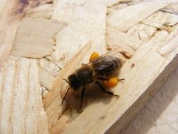 bee on a wooden surface