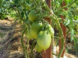 greenhouse tomatoes