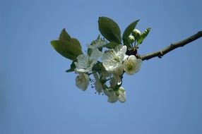 nice plum blossom