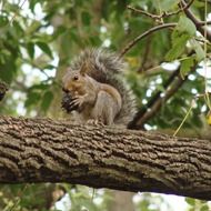 squirrel eating nut