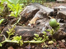 watermelon plant