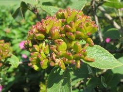 viburnum lantana