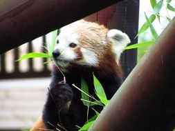 lovely red panda eating
