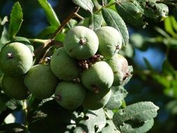 bunches of green apples on a tree branch