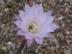 pink flower with sharp petals