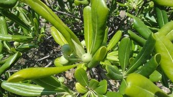 healthy olives