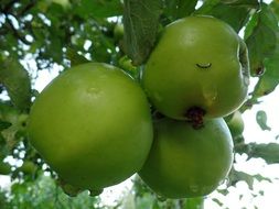 closeup picture of green large apples on a branch