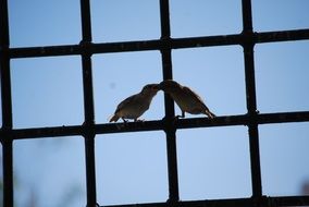 birds couple on a fence