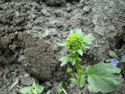 blooming vegetation outdoors
