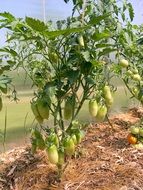 the tomatoes on the branch