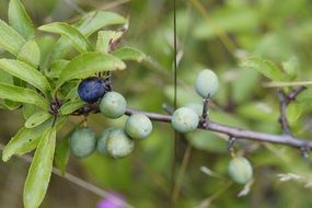 blackthorn fruits