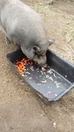 pig near the trough with feed