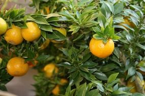 Organic citruses are on a tree