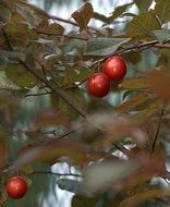 plum fruit growing