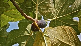 ripe figs on the tree