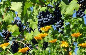 blue grapes and yellow flowers