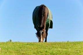 horse with a blanket