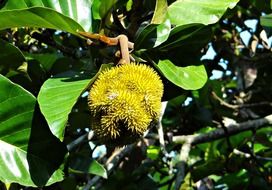 exotic wild jack fruit