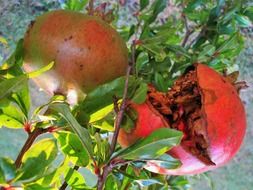 two pomegranates on a tree branch close up