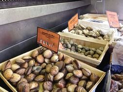 variety of mussels for sale