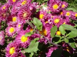 Violet and yellow cristanthamus flowers in the India