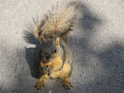 squirrel on the asphalt