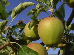 green apple tree fruit