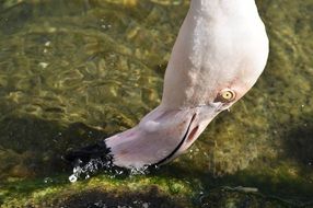intresting flamingo