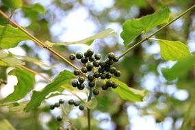raw cornus dogwood leaves