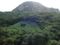 brazil vegetation mountains