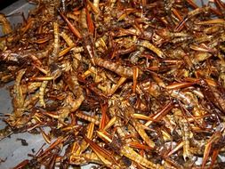 grilled insects