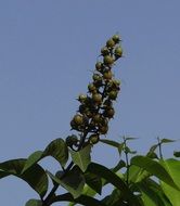 giant crepe myrtle against the sky