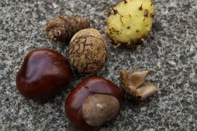 autumn nuts and fruits