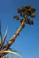 wild exotic tree