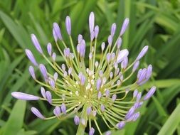 A lot of the violet flowers