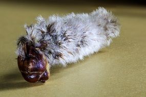 Hairy caterpillar