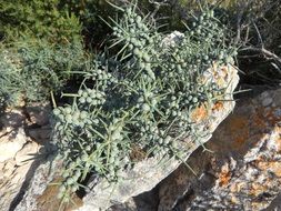 spiny green prickly