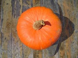 Orange pumpkin in Hokkaido