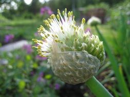 Closeup photo of allium fistulosum plant