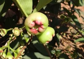 immature fruit of syzygium jambos on the tree