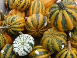 big striped pumpkins