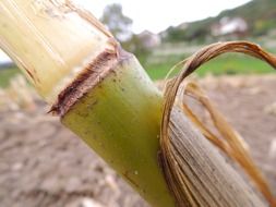 Green stalk of the corn plant