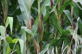 corn plant close up